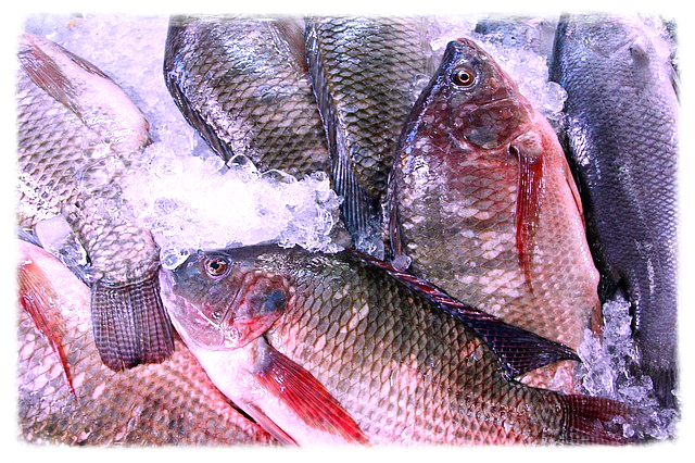 Fischfang aus dem Bodensee